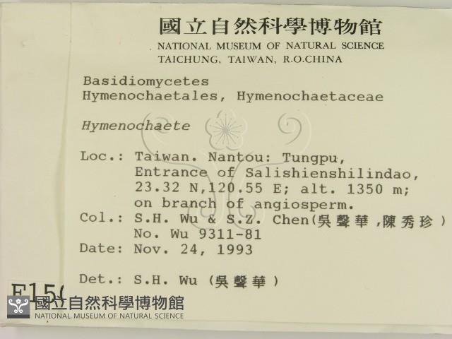 刺革菌屬藏品圖，第2張