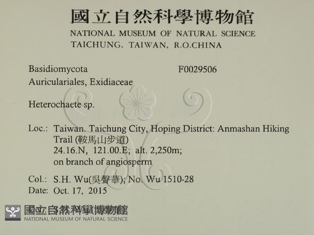 刺皮菌屬藏品圖，第2張