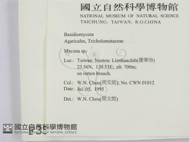 小菇屬藏品圖，第2張