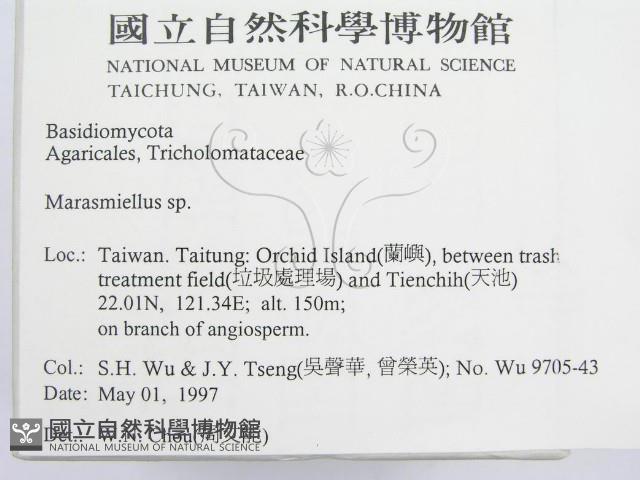 微皮傘屬藏品圖，第2張