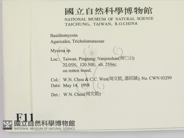 小菇屬藏品圖，第2張