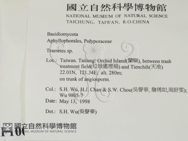 栓菌屬藏品圖，第2張