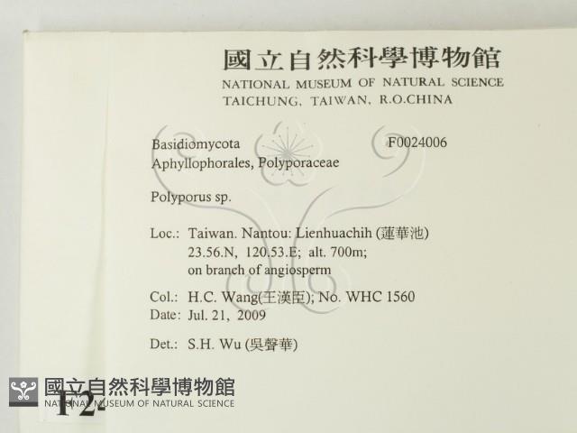 多孔菌屬藏品圖，第2張