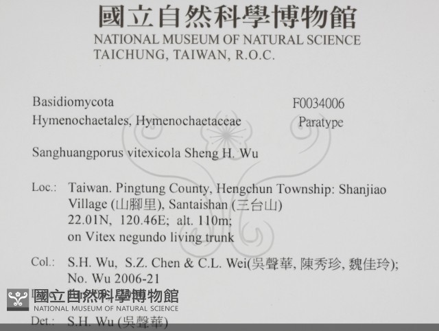 黃荊桑黃藏品圖，第2張
