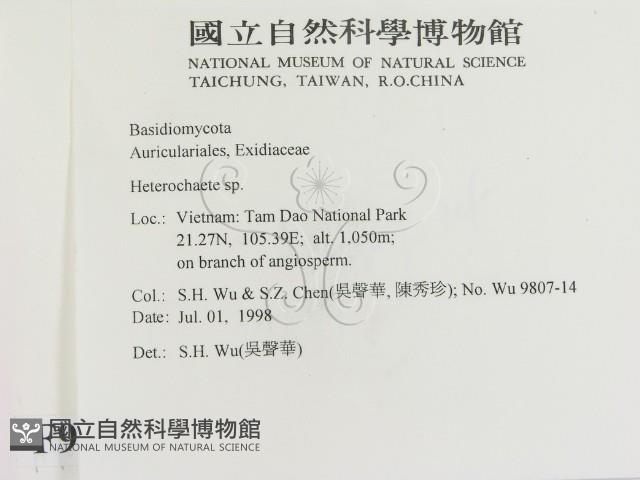 刺皮菌屬藏品圖，第2張