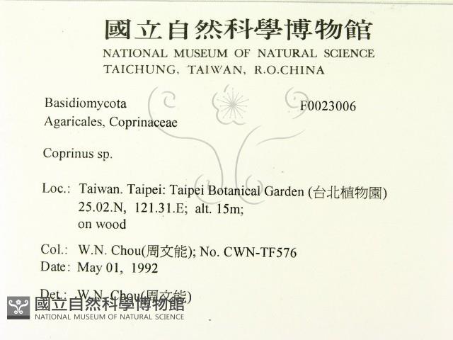 鬼傘屬藏品圖，第2張