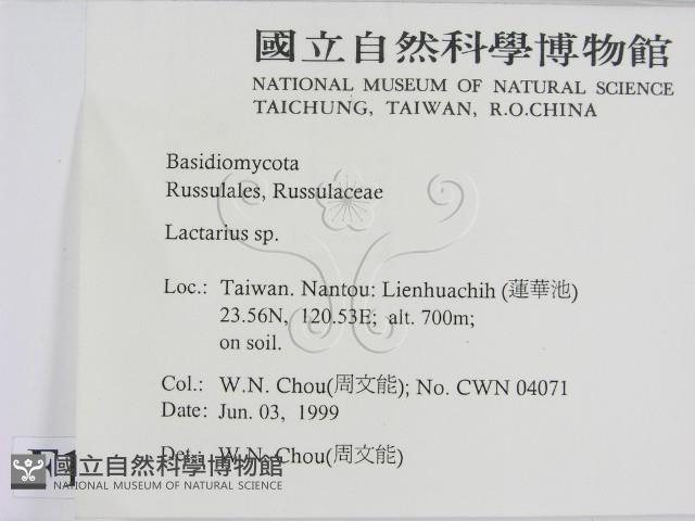 乳菇屬藏品圖，第2張