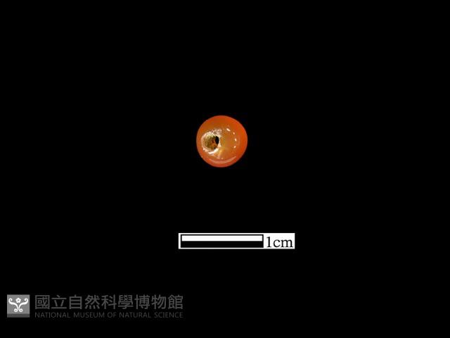 瑪瑙珠藏品圖，第2張