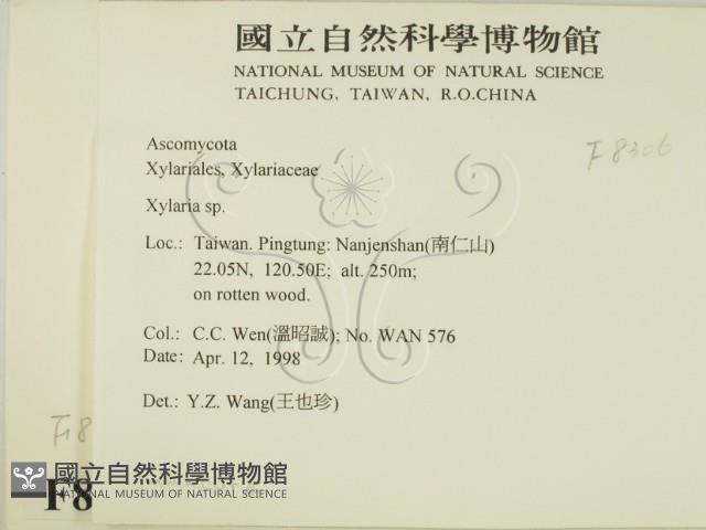 炭角菌屬藏品圖，第2張