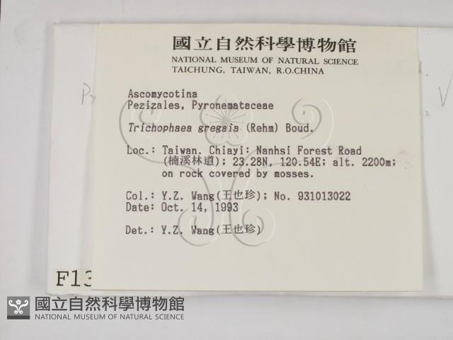 登錄號:F0001306藏品圖，第2張