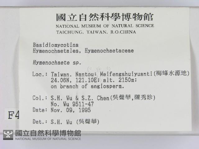 刺革菌屬藏品圖，第2張