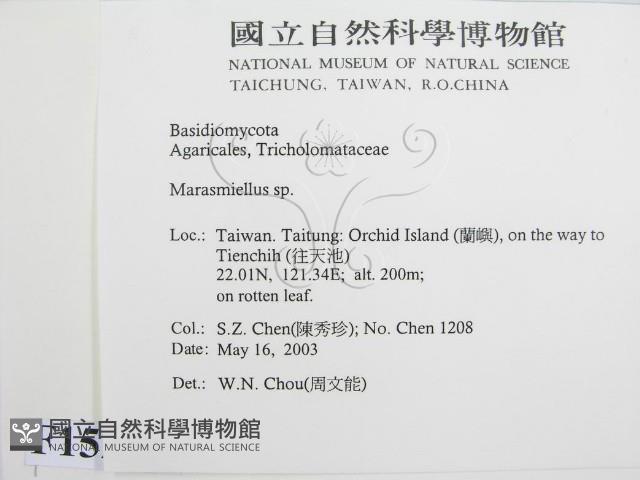 微皮傘屬藏品圖，第2張