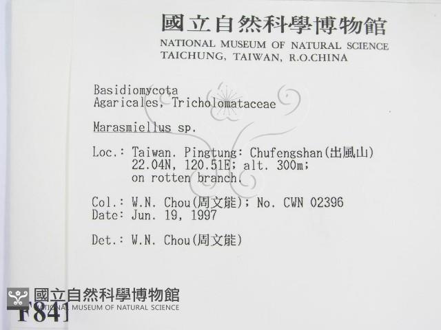 微皮傘屬藏品圖，第2張