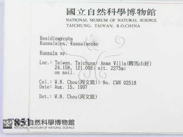 紅菇屬藏品圖，第2張