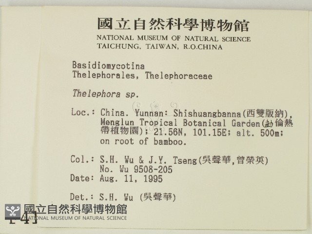 革菌屬藏品圖，第2張