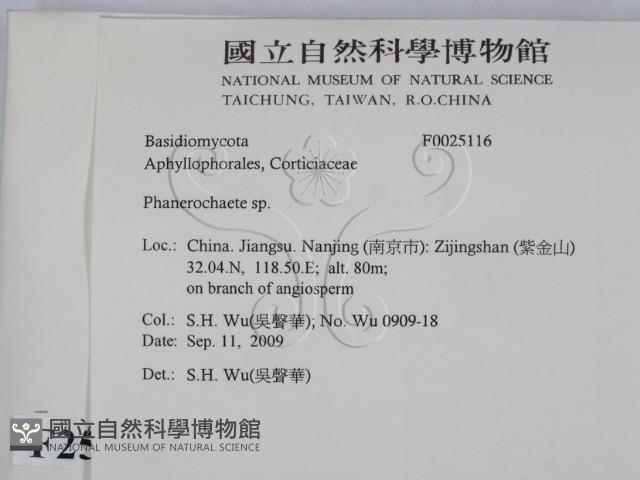 顯絲菌屬藏品圖，第2張
