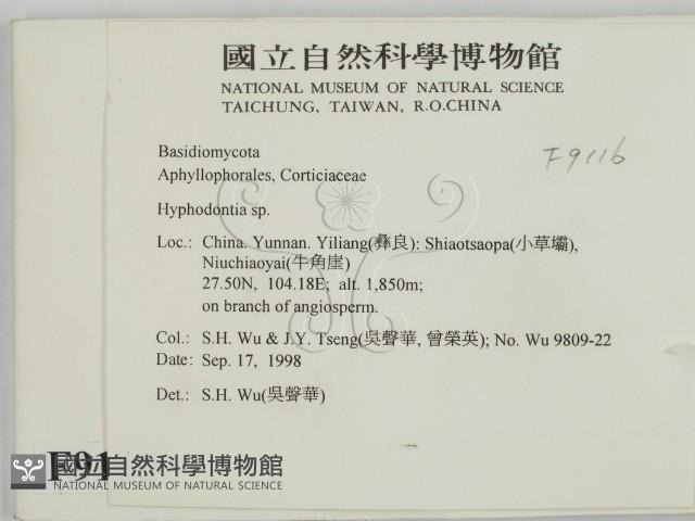 絲齒菌屬藏品圖，第2張