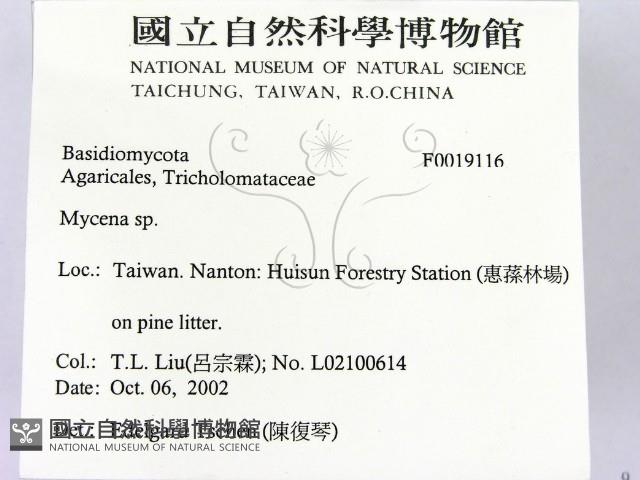 小菇屬藏品圖，第2張