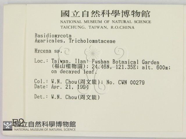 小菇屬藏品圖，第2張