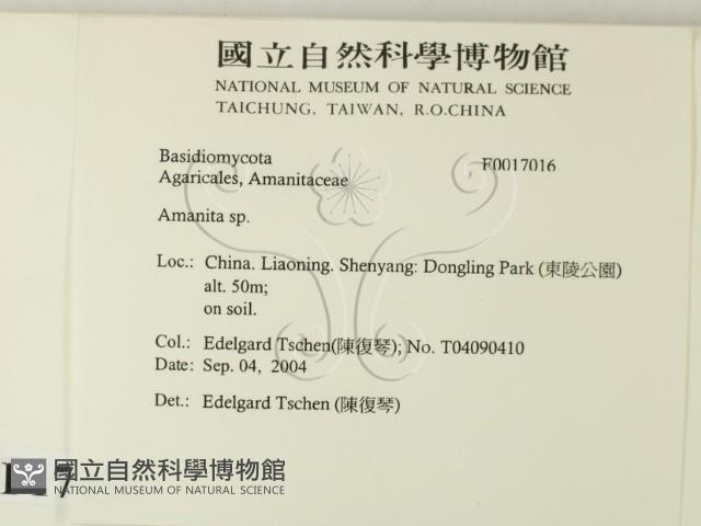 鵝膏屬藏品圖，第2張