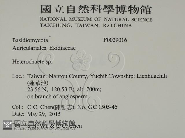 刺皮菌屬藏品圖，第2張