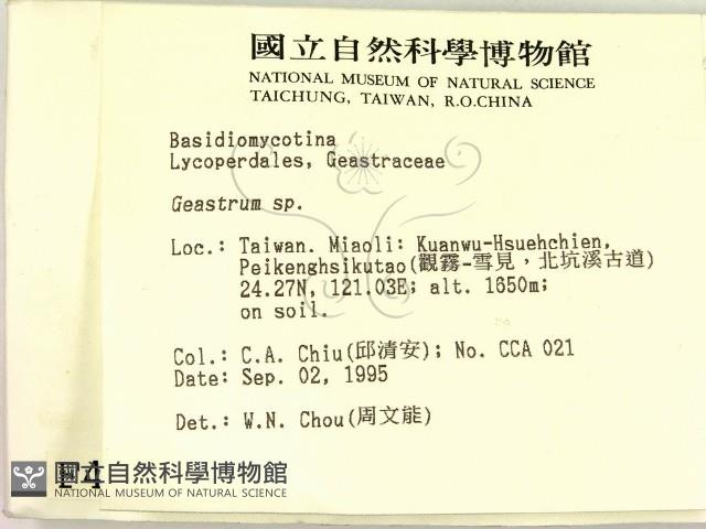 地星屬藏品圖，第2張