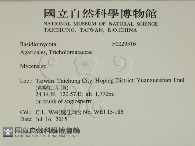 小菇屬藏品圖，第2張