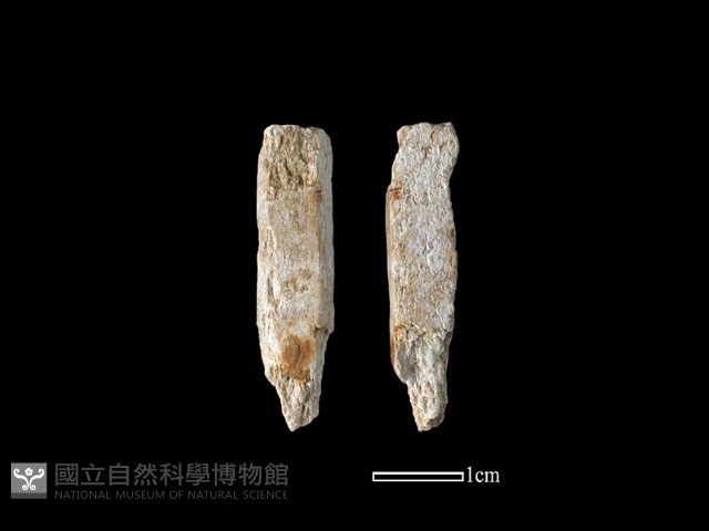 錛鑿形器藏品圖，第1張