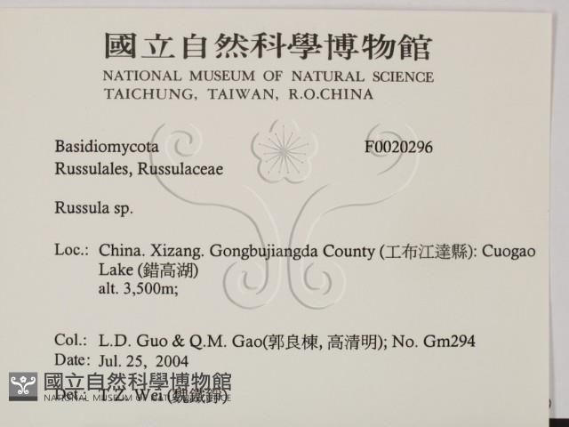 紅菇屬藏品圖，第2張
