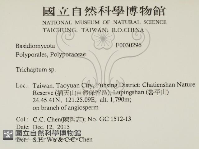 附毛菌屬藏品圖，第2張