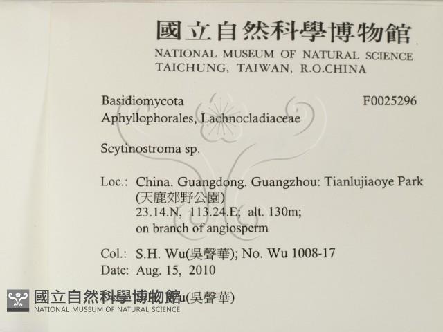 革墊菌屬藏品圖，第2張