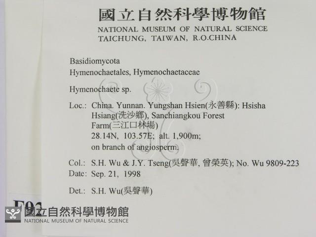 刺革菌屬藏品圖，第2張