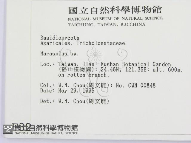 小皮傘屬藏品圖，第2張