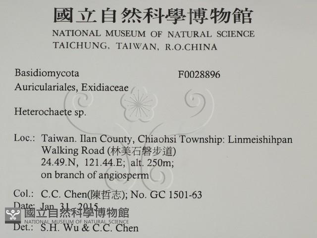 刺皮菌屬藏品圖，第2張