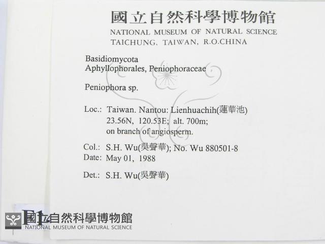 筍殼菌屬藏品圖，第2張