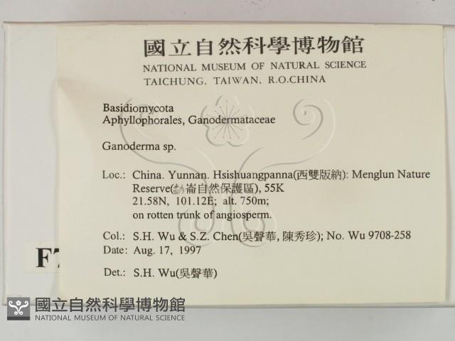 靈芝屬藏品圖，第2張