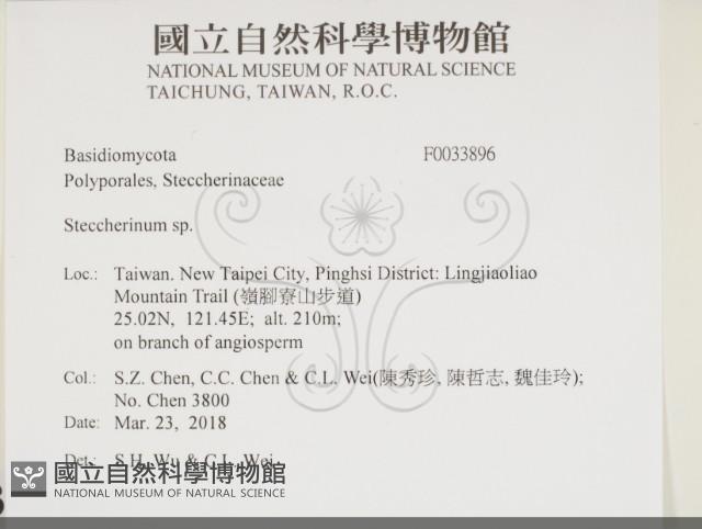 齒耳菌屬藏品圖，第2張