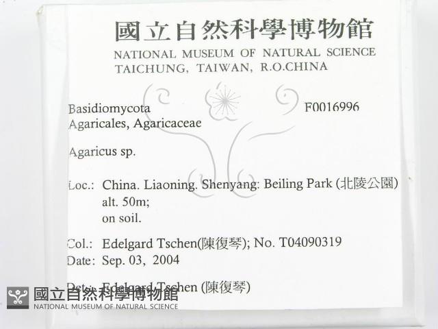傘菌屬藏品圖，第2張