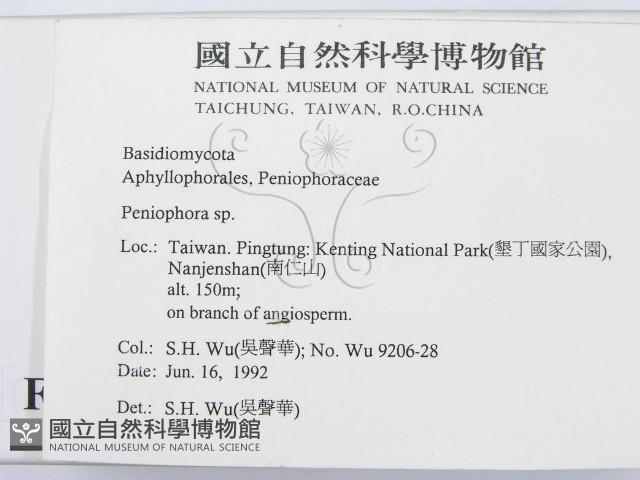 筍殼菌屬藏品圖，第2張