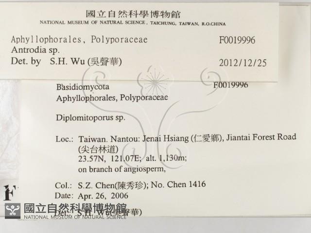 薄孔菌屬藏品圖，第2張