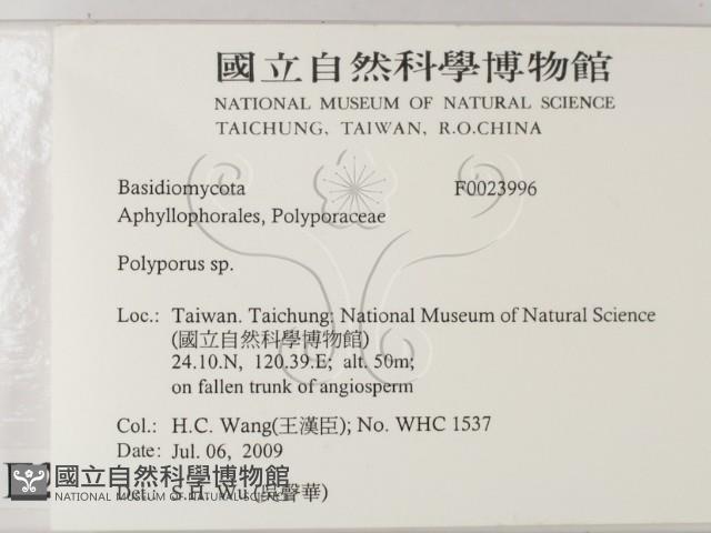 多孔菌屬藏品圖，第2張