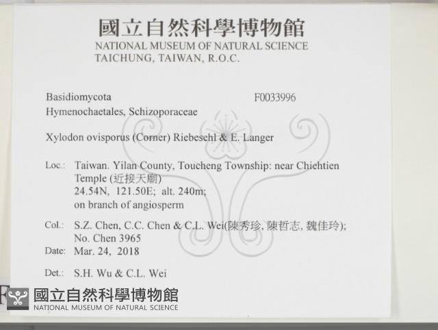 卵孢木齒菌藏品圖，第2張