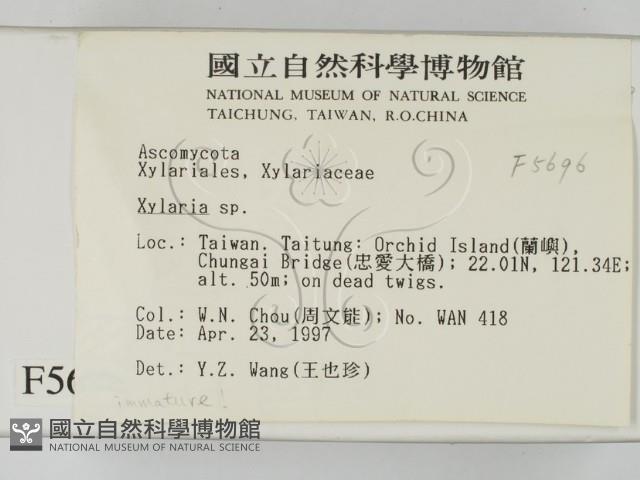 炭角菌屬藏品圖，第2張