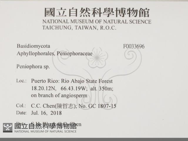 筍殼菌屬藏品圖，第2張