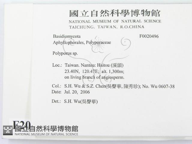 多孔菌屬藏品圖，第2張