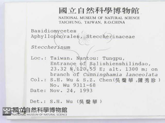 齒耳菌屬藏品圖，第2張