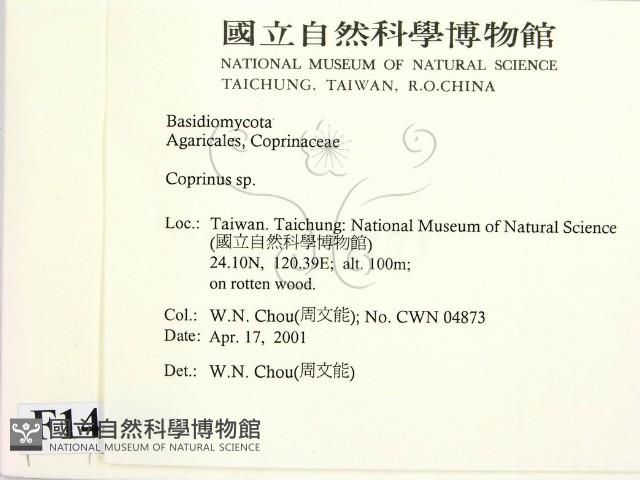 鬼傘屬藏品圖，第2張