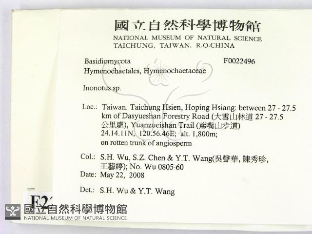 纖孔菌屬藏品圖，第2張