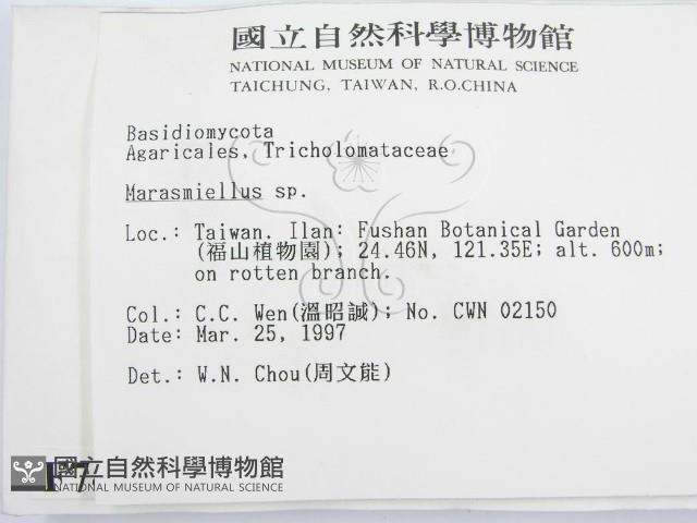 微皮傘屬藏品圖，第2張