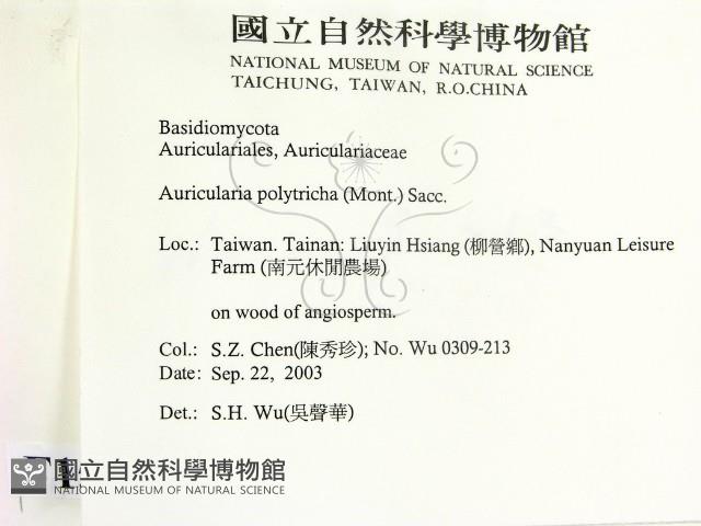 毛木耳藏品圖，第2張